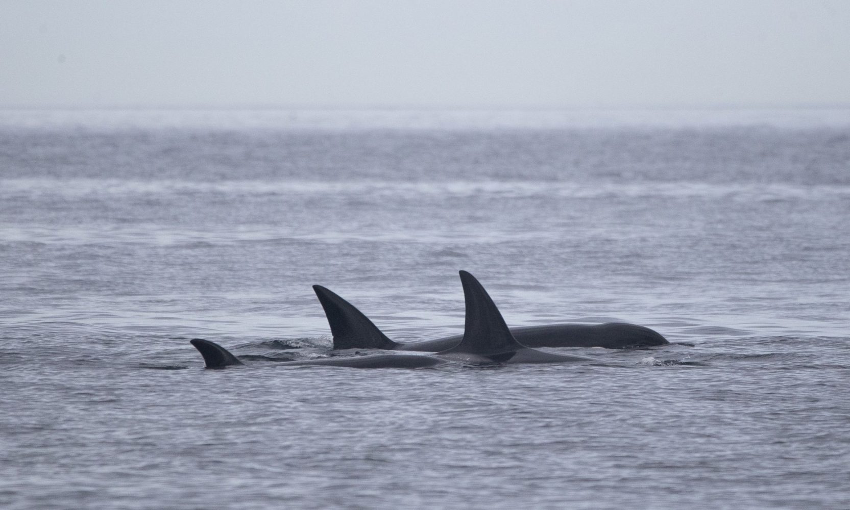 Three orcas swimming close to the ocean surface, displaying their dorsal fins.