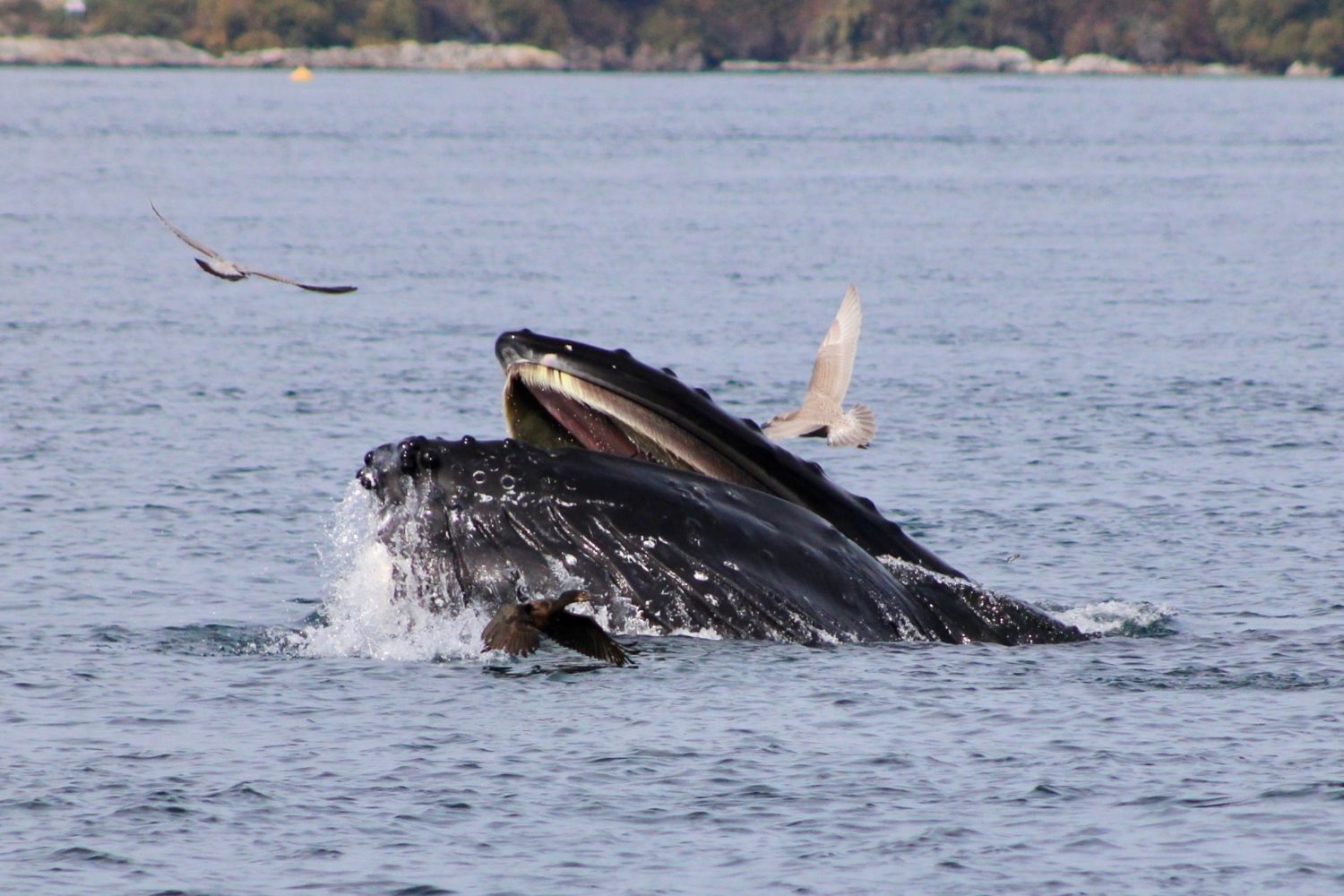 Humpback whale breaching with open mouth, surrounded by seagulls in the ocean.