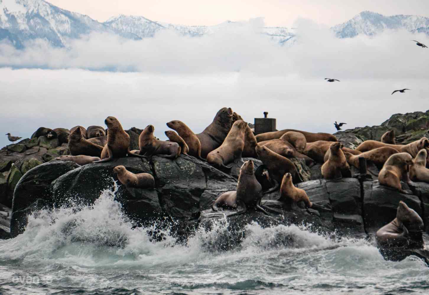 Sea lions resting on rocky shore with waves crashing, mountains in background.