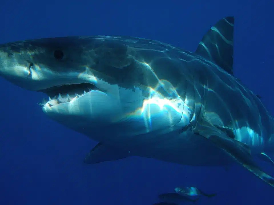 Great white shark swimming underwater with open mouth in clear blue ocean.