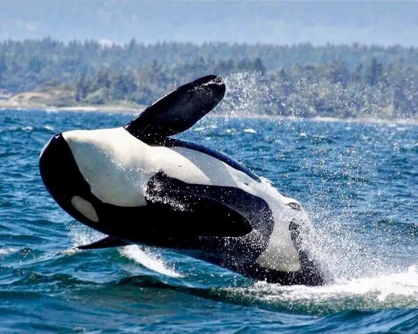 Orca breaching the ocean surface with a forested coastline in the background.
