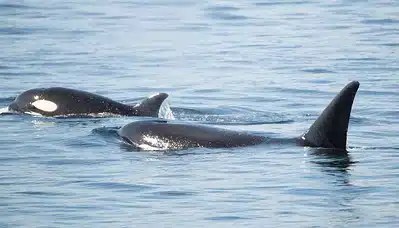 Two orcas swimming in the ocean with dorsal fins visible above the water.
