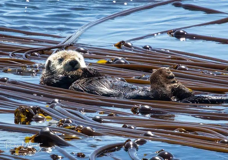 Sea otter floating on its back among kelp in blue water.