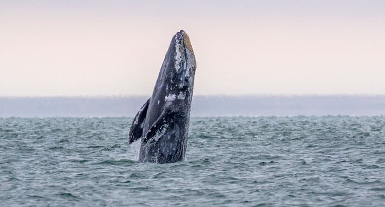 Gray whale partially breaching in the ocean under a cloudy sky.