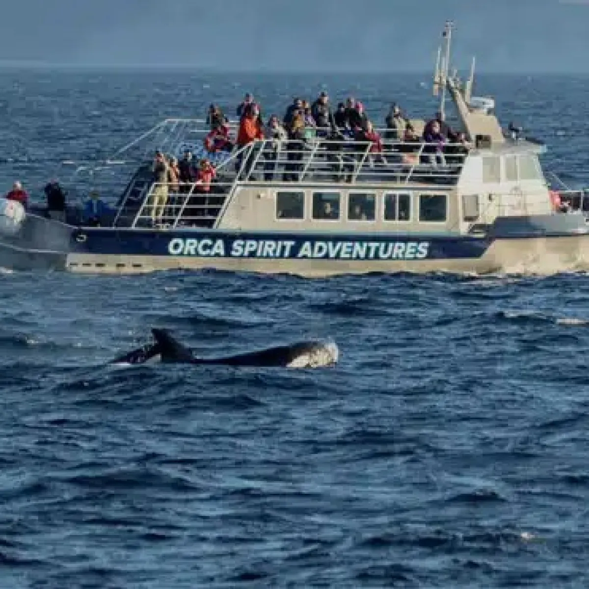 Whale watching boat with people near an orca in the ocean.