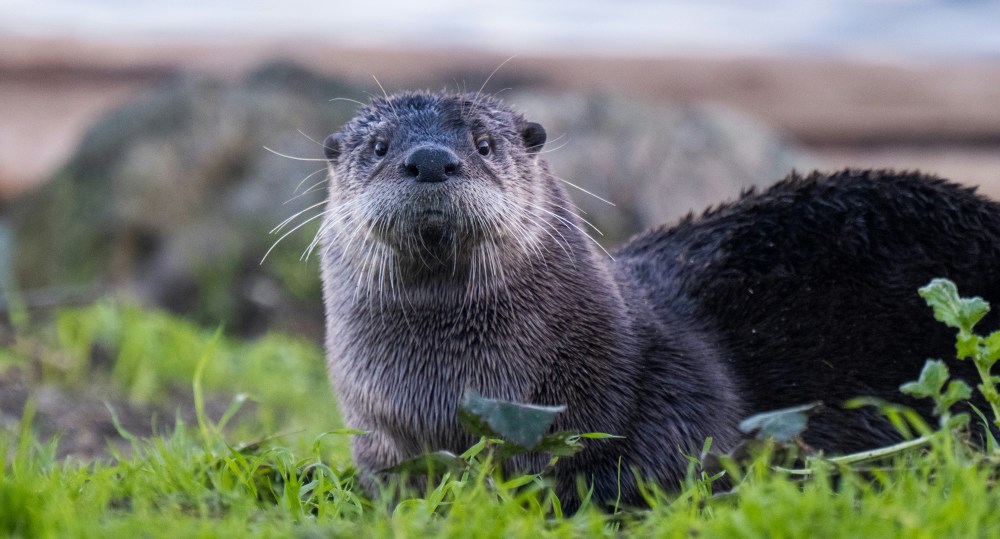 Otter lying on grass with blurred background.