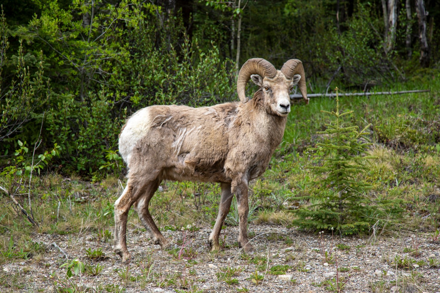 Bighorn sheep standing in a forest clearing with lush green background.
