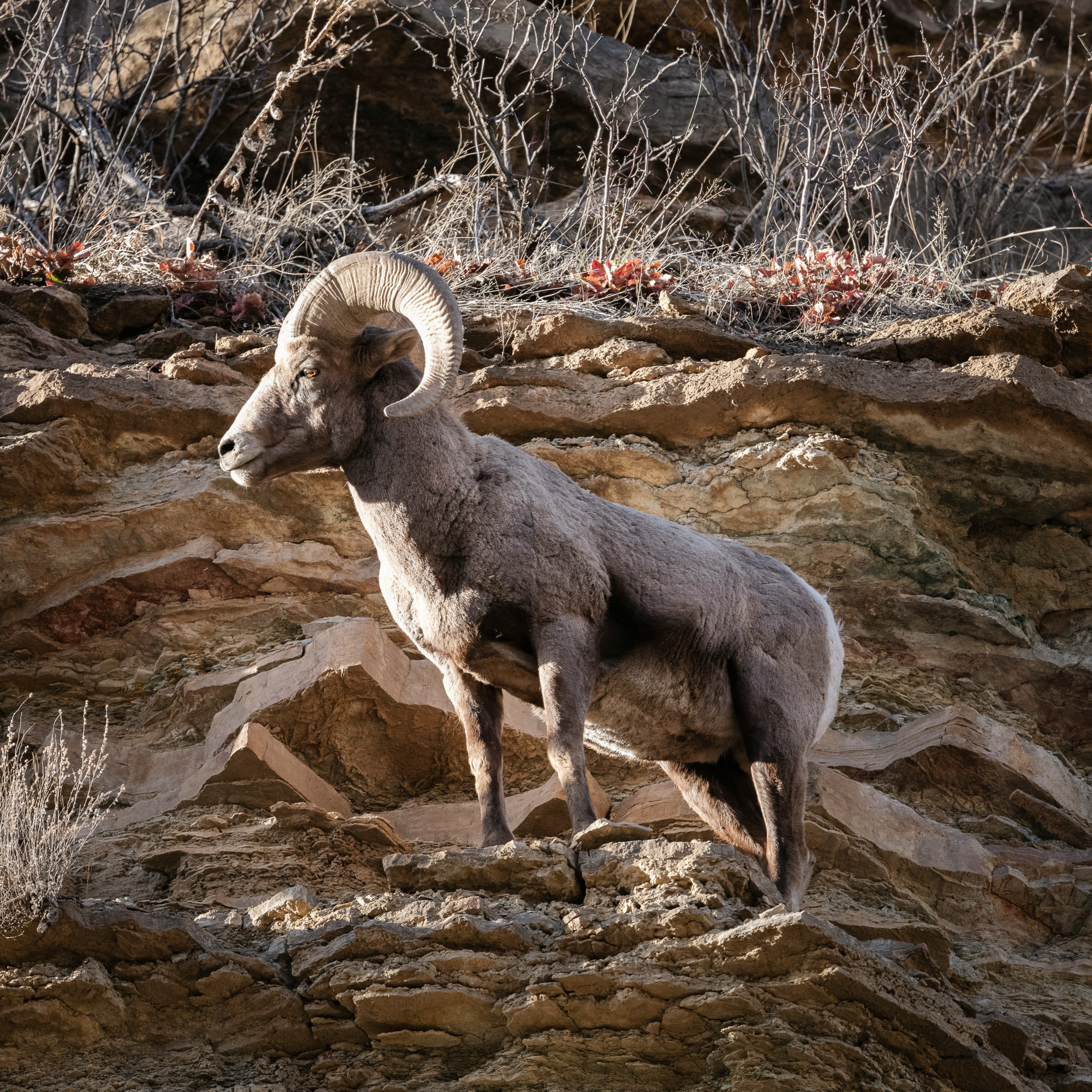 Bighorn sheep standing on rocky ledge amidst dry, scraggly vegetation.