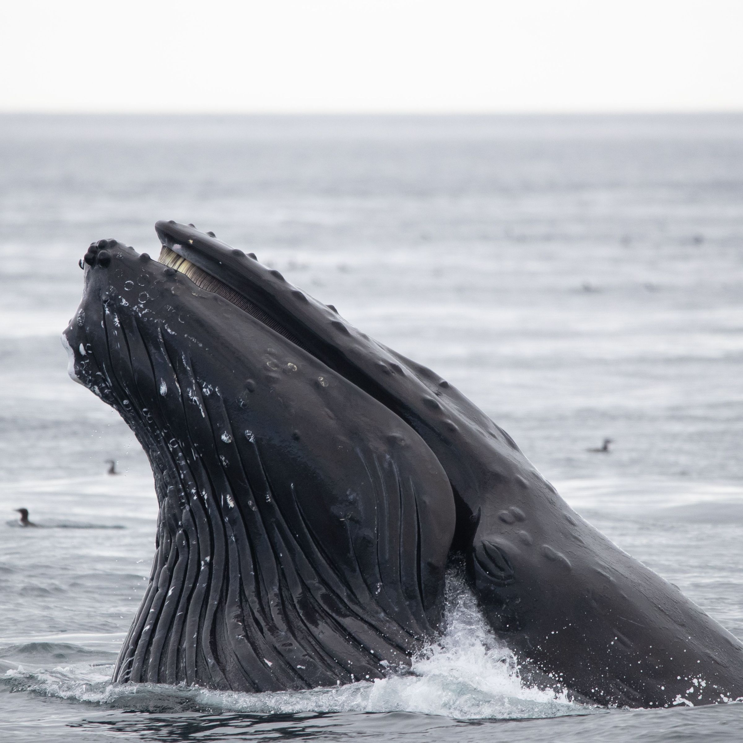Humpback whale breach with mouth open, surrounded by ocean water and distant birds.