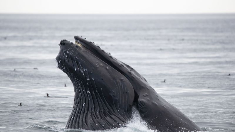 Humpback whale breach with mouth open, surrounded by ocean water and distant birds.