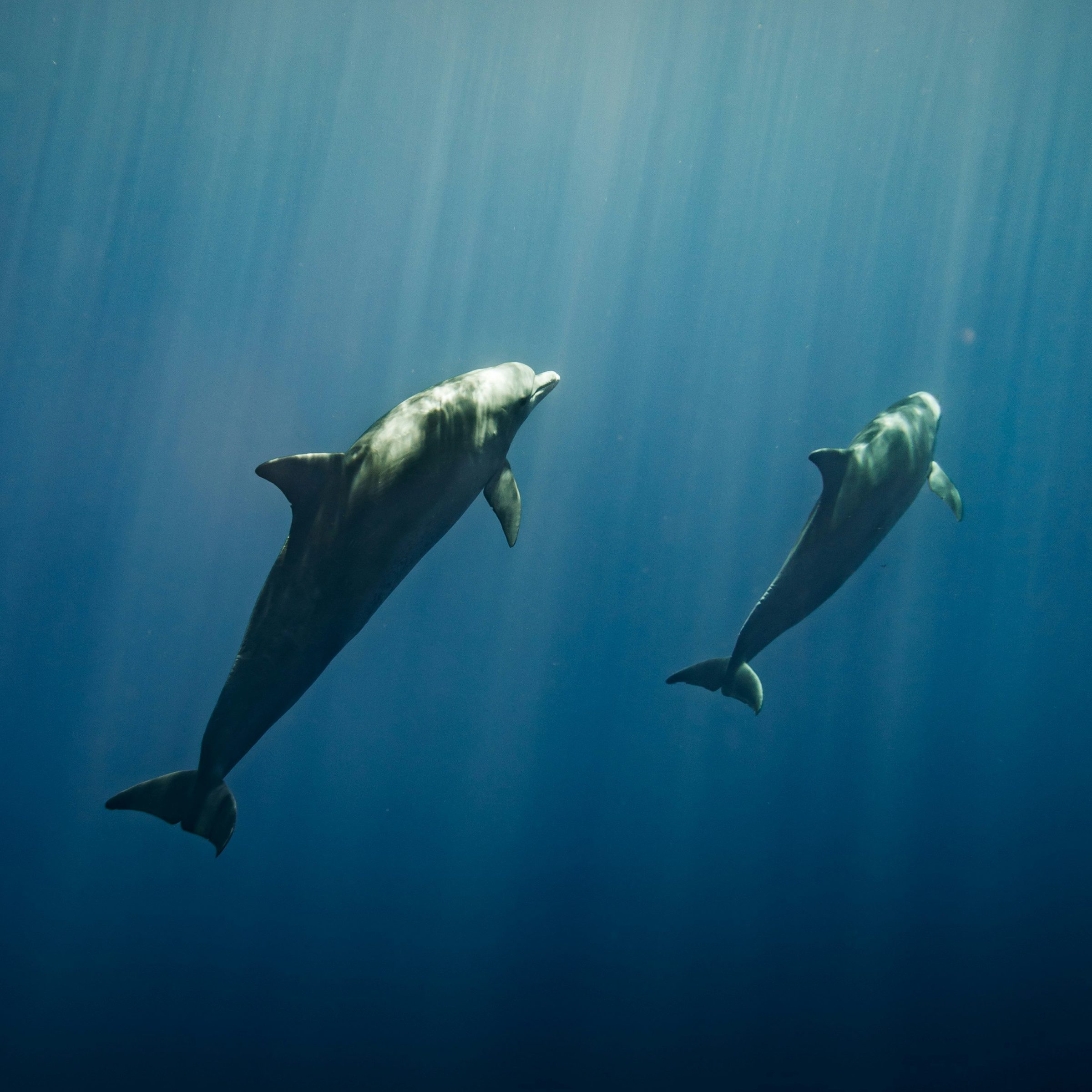 Two dolphins swimming underwater with light rays shining through the ocean.
