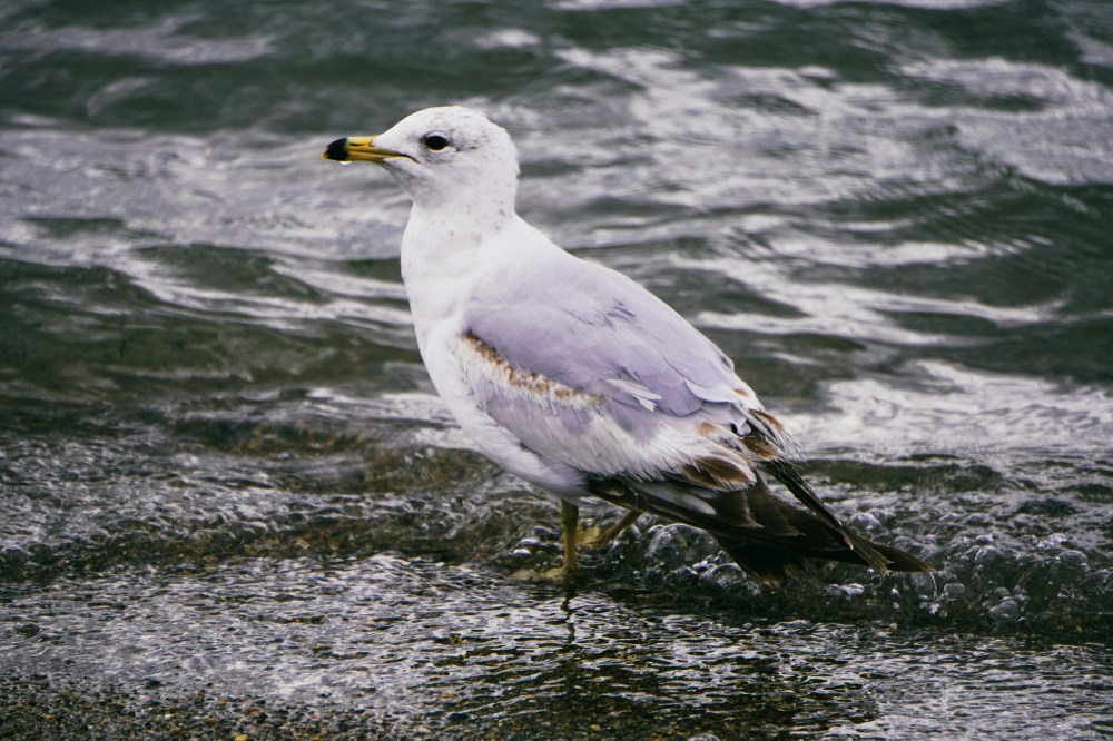 Seagull standing in shallow water by the shore.