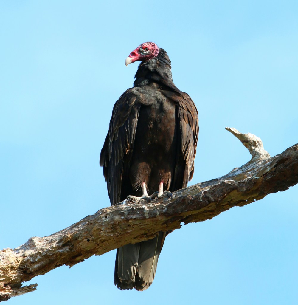Vulture with red head perched on branch against clear blue sky.