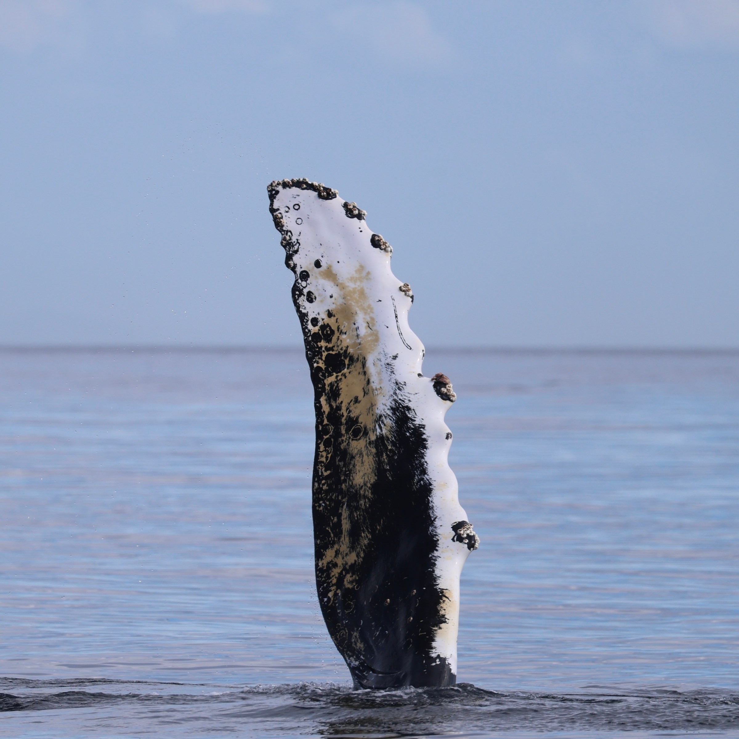 Humpback whale flipper emerges vertically from the calm ocean surface.