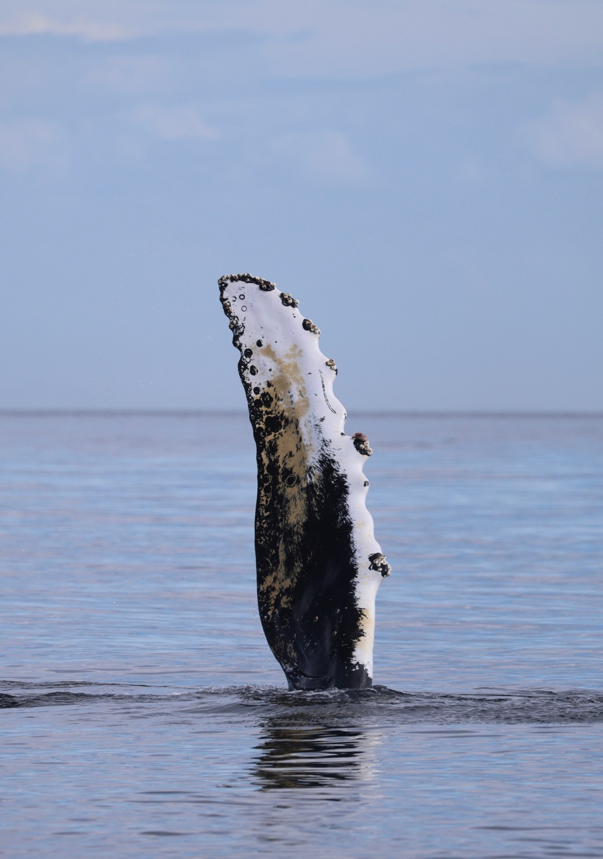 Humpback whale flipper emerges vertically from the calm ocean surface.