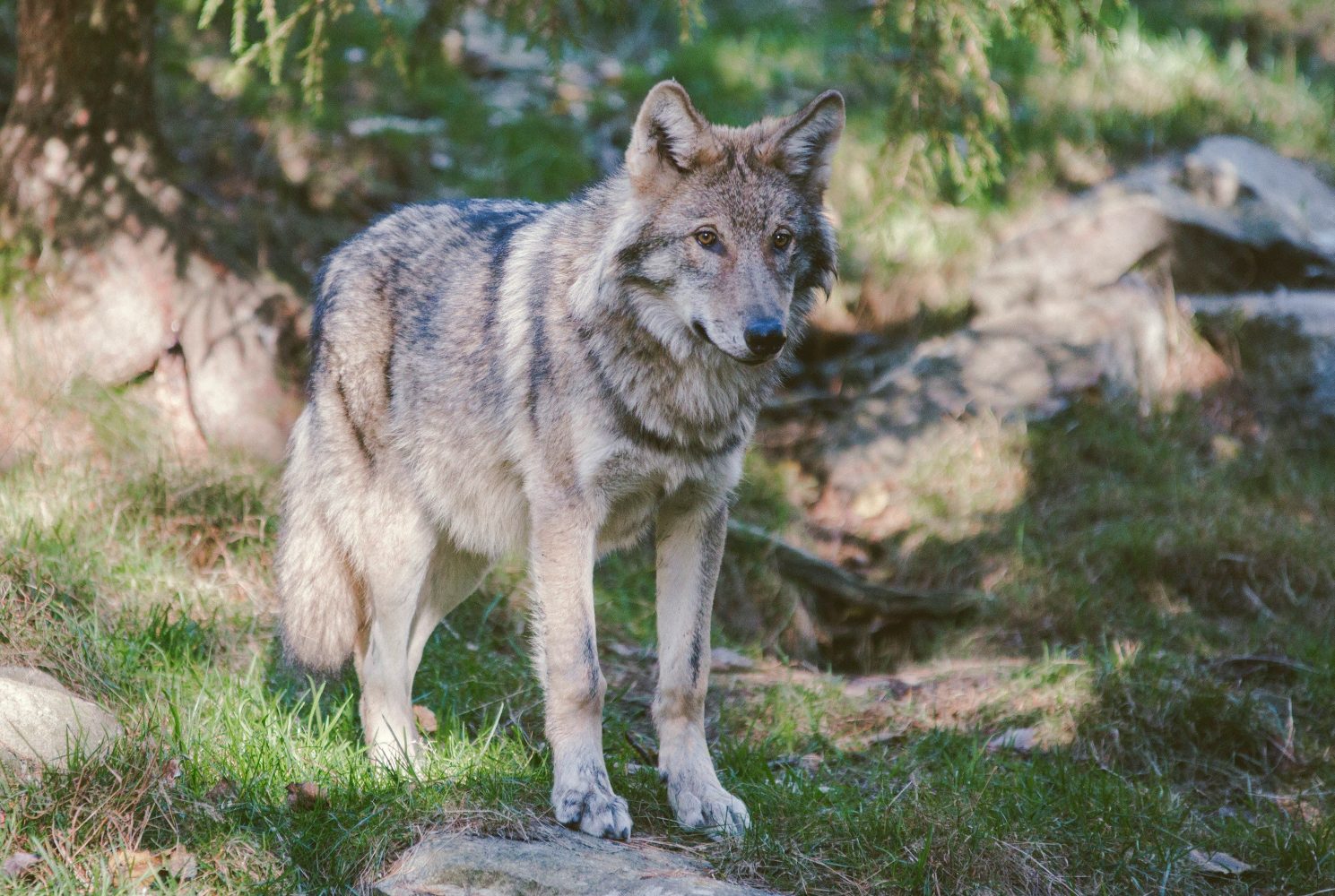 A lone wolf stands in a forest clearing, surrounded by trees and rocks.