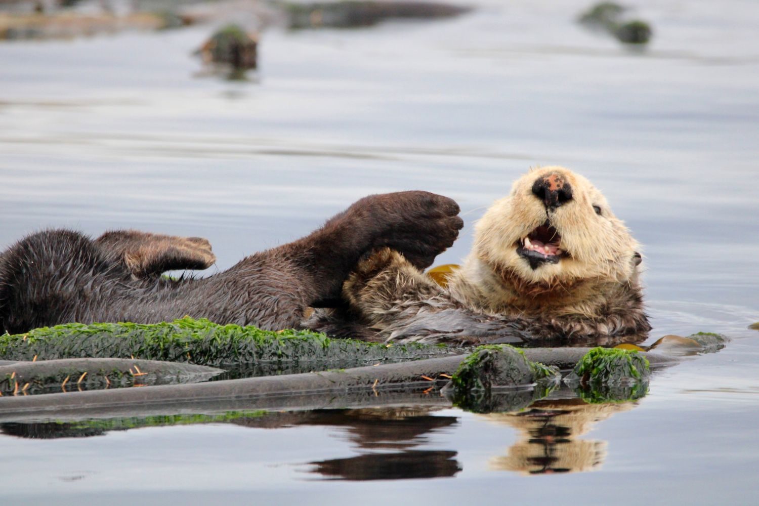 Sea otter lying on back among kelp in water, mouth open.
