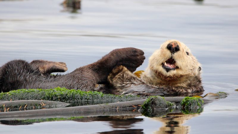 Sea otter lying on back among kelp in water, mouth open.