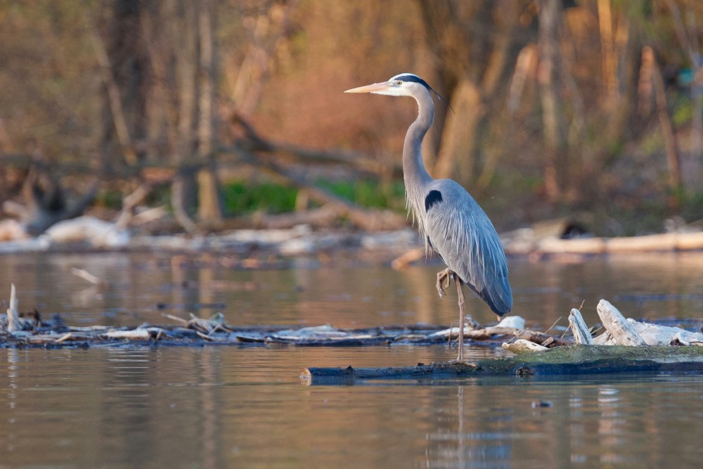 Heron standing on a log in a pond with blurred forest background.