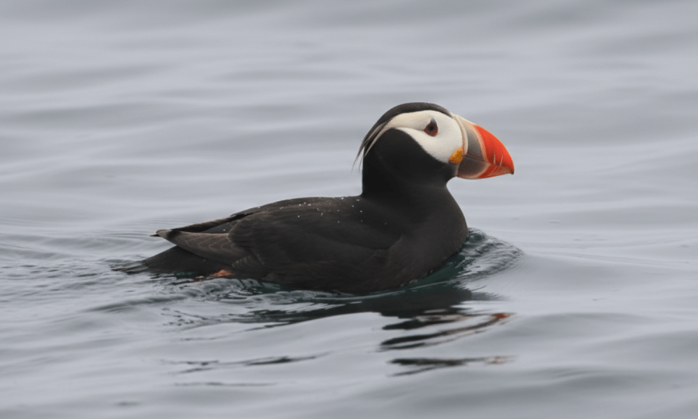 Puffin with colorful beak floating on calm water