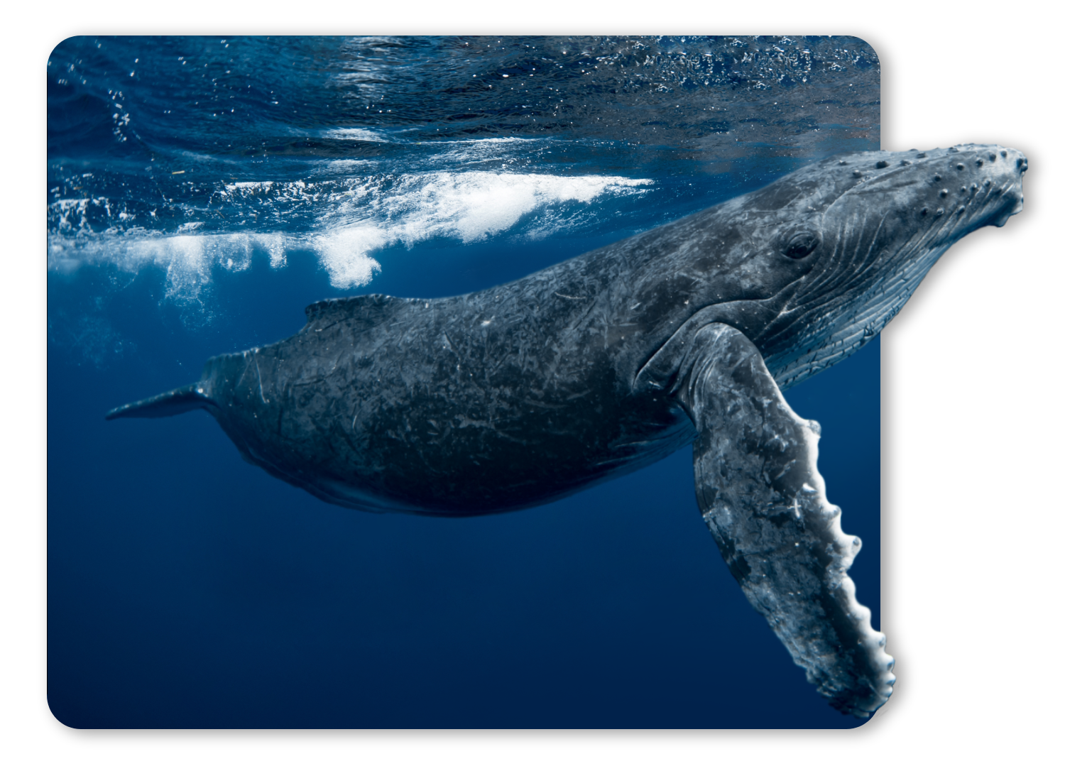 Humpback whale swimming underwater with visible fins and textured skin.