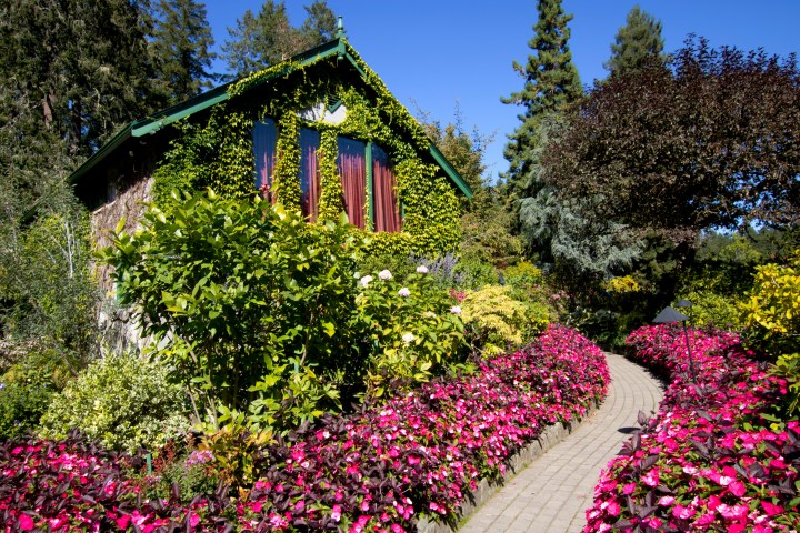 Ivy-covered house with colorful garden and pathway, under a clear blue sky.