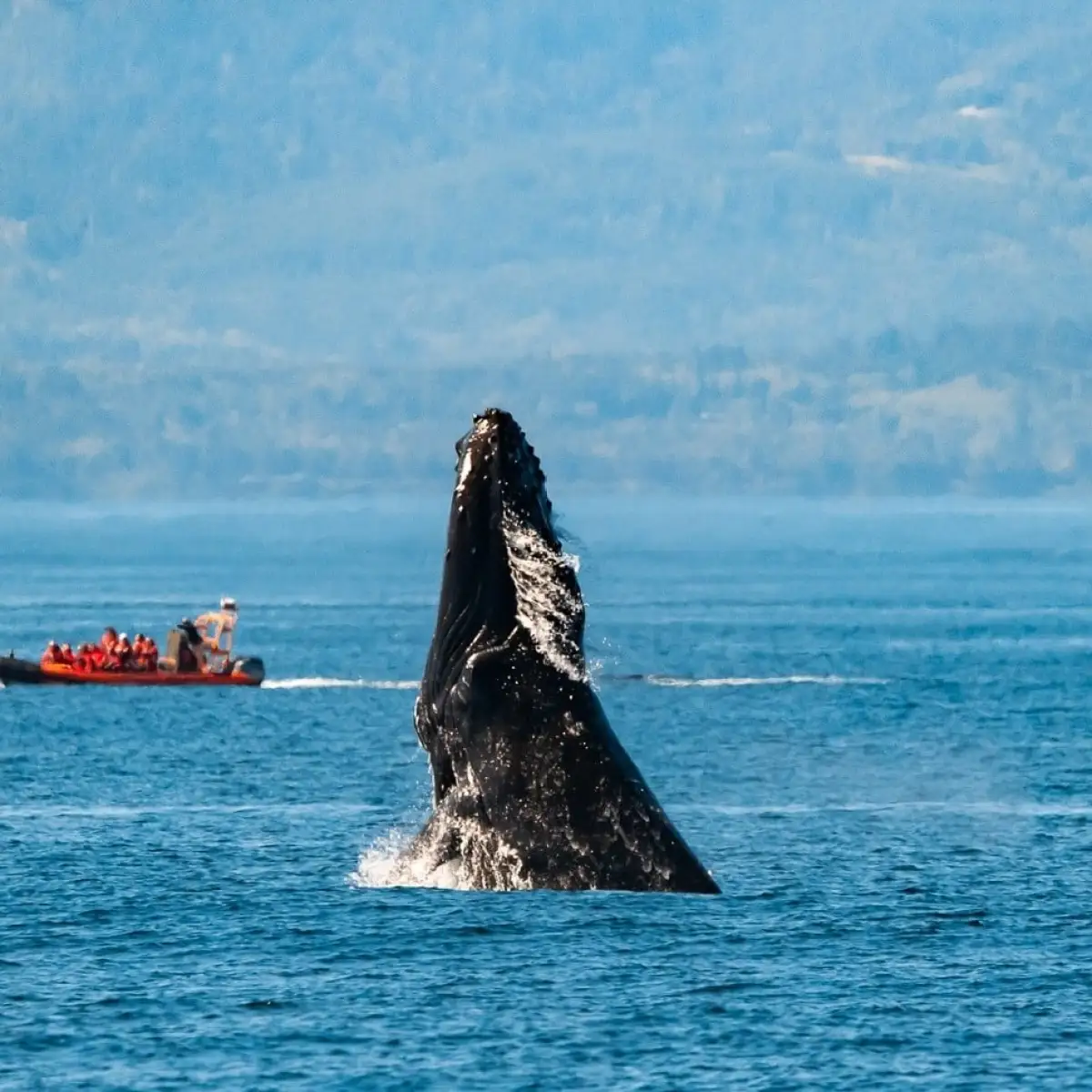 Whale breaching near an orange boat with people, in open sea with distant mountains.