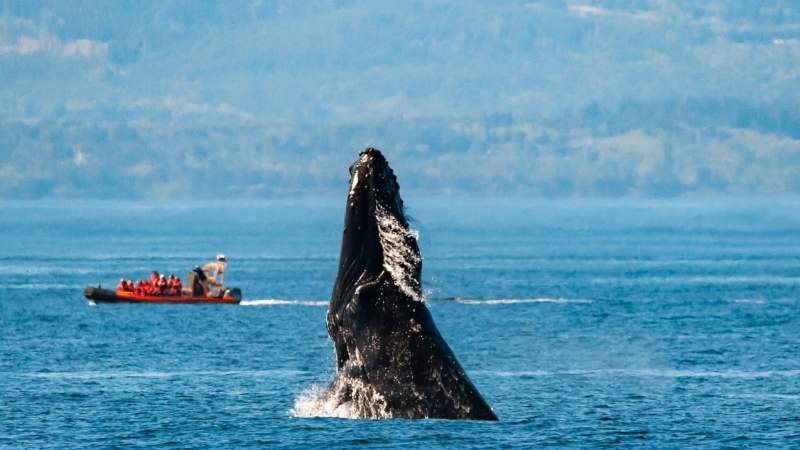 Whale breaching near an orange boat with people, in open sea with distant mountains.