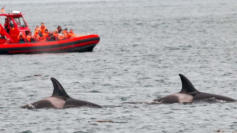 Red boat with tourists watches two orcas swimming in the sea.