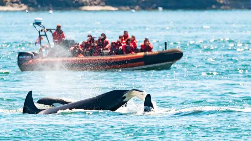 Orca whales surfacing near a boat with people watching in bright water.
