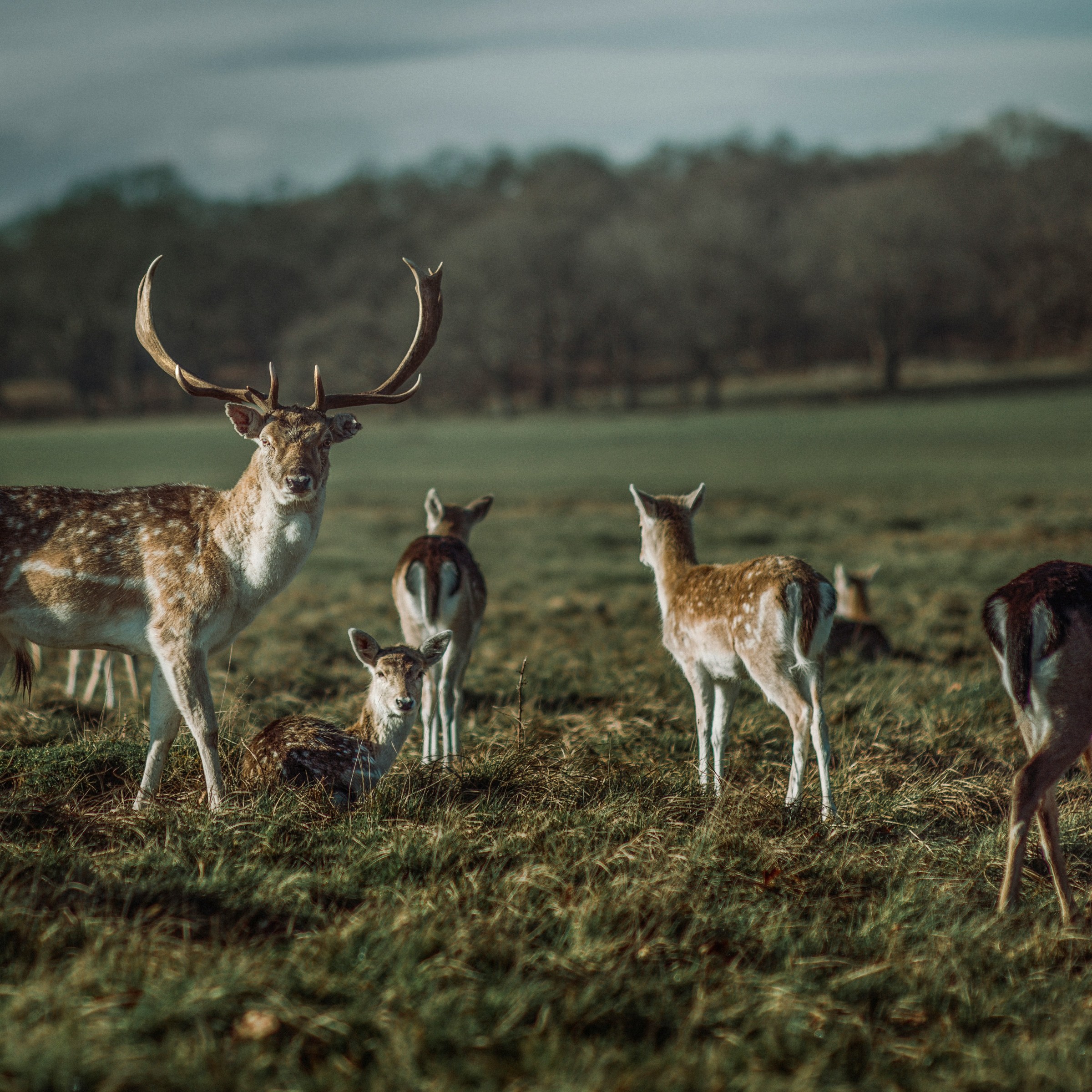 Group of deer grazing in a grassy field with trees in the background.