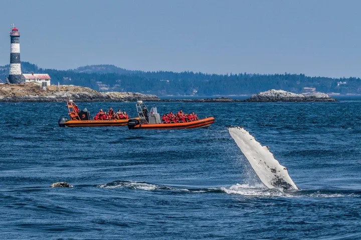 Whale fin above water near two boats with passengers, lighthouse in the background.